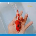 sanke 17cm