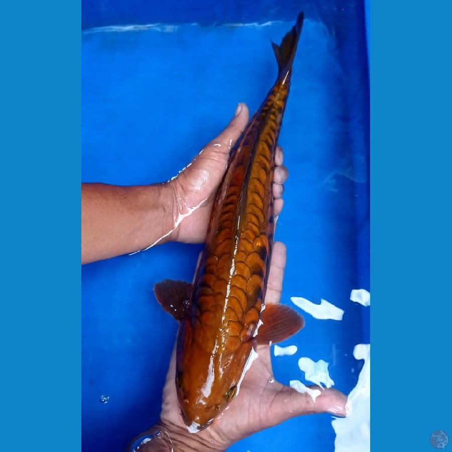 Aragoke pejantan 43 cm 