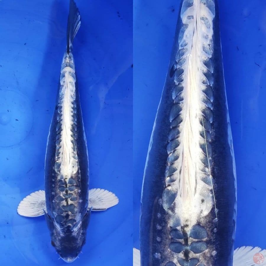 kabuto doitsu putih bersih /// 40Cm