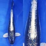 kabuto doitsu putih bersih /// 40Cm 