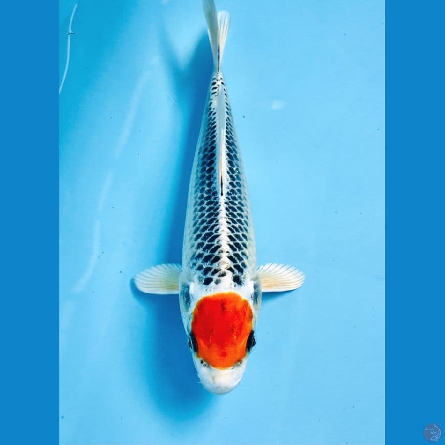 tancho kujaku 20cm
