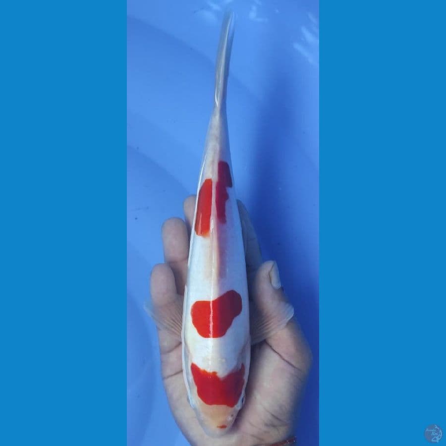 3. kohaku doitsu 3 step putih bersih ///25cm
