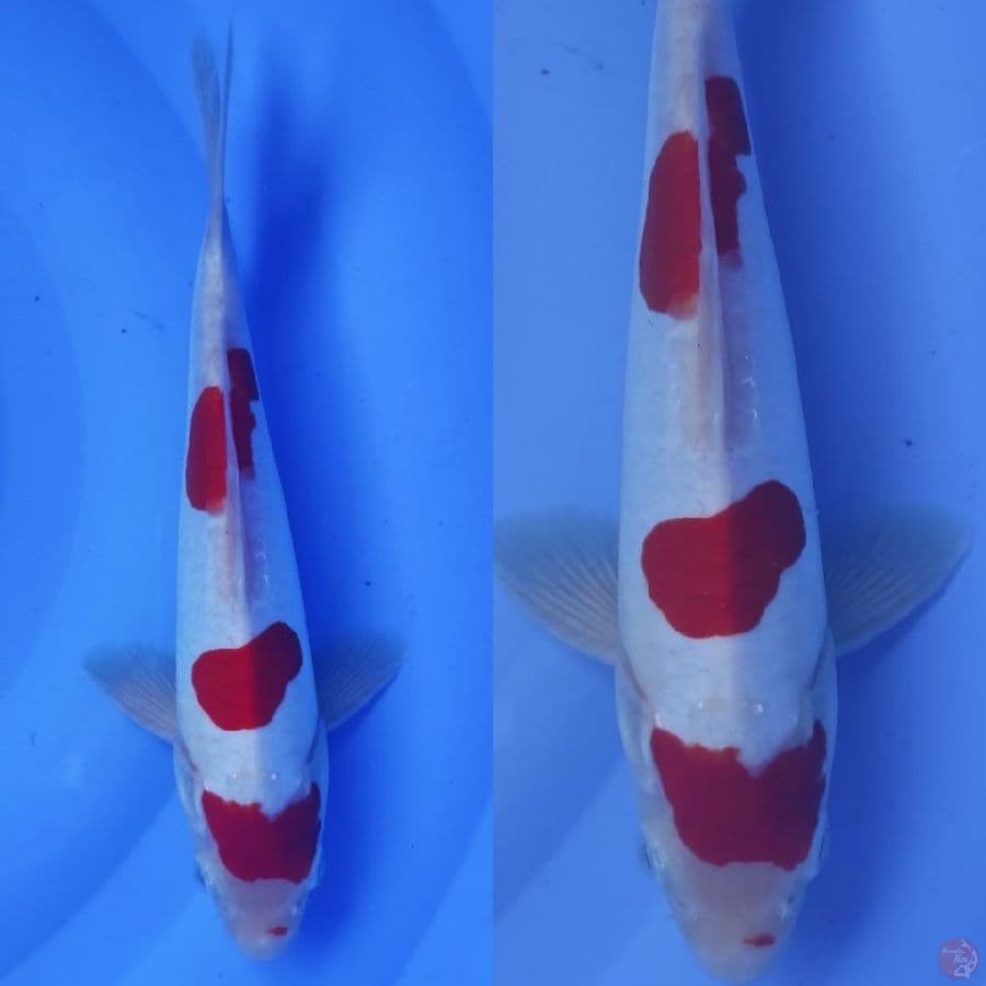 3. kohaku doitsu 3 step putih bersih ///25cm