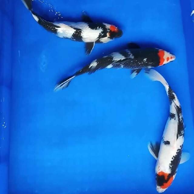 3 tancho