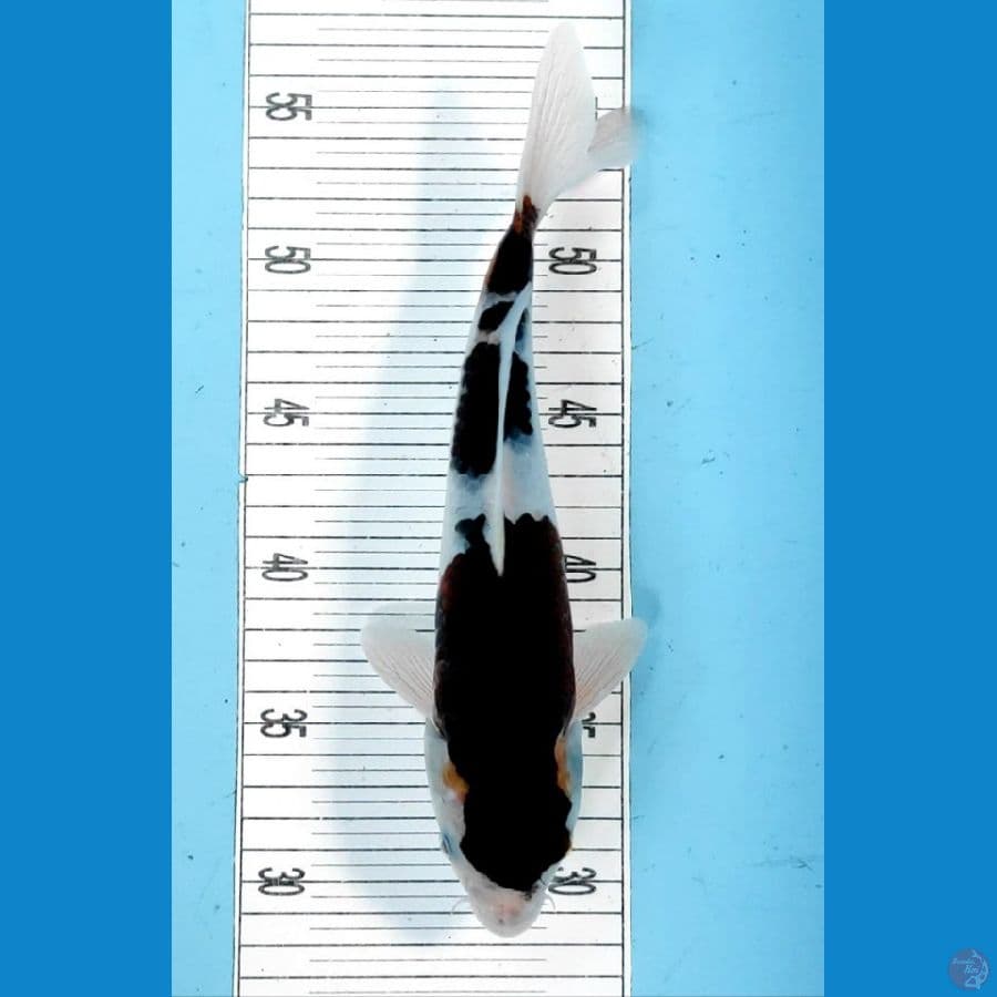BUDO GOROMO 29CM/MALE