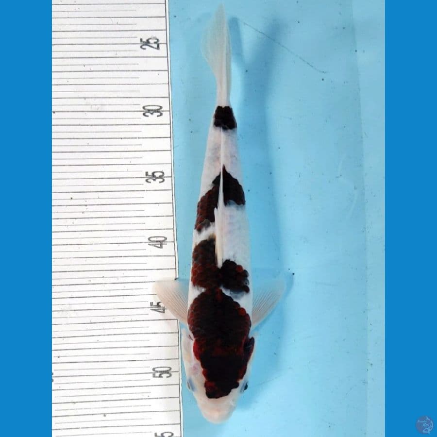 HQ BUDO GOROMO 30CM/MALE