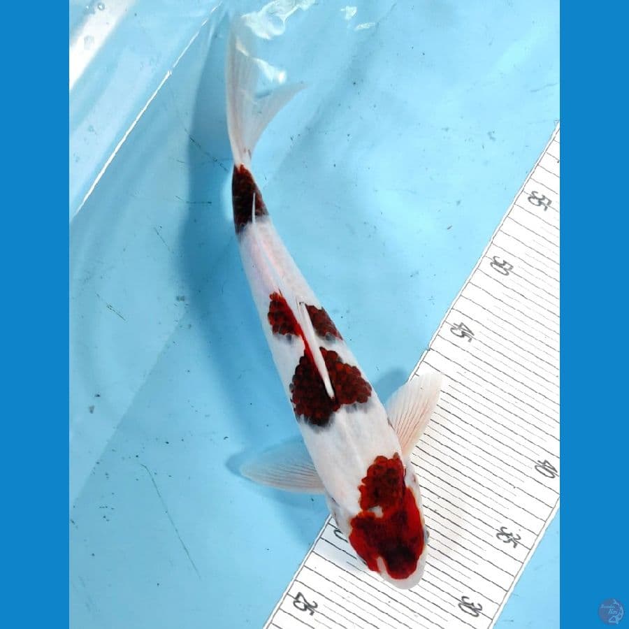 GOROMO 35CM/FEMALE