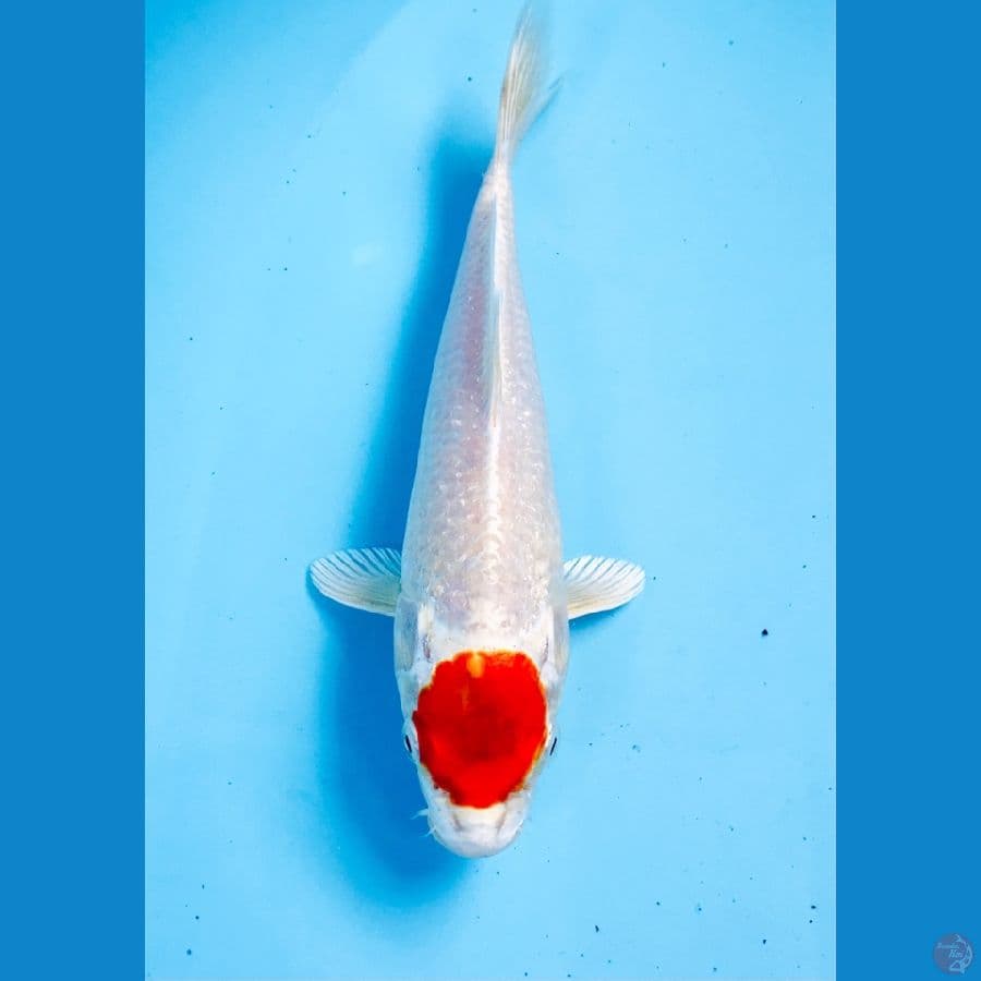 tancho sakura ogon 20cm