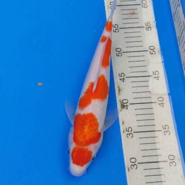 Kohaku Maruten 5 step ori