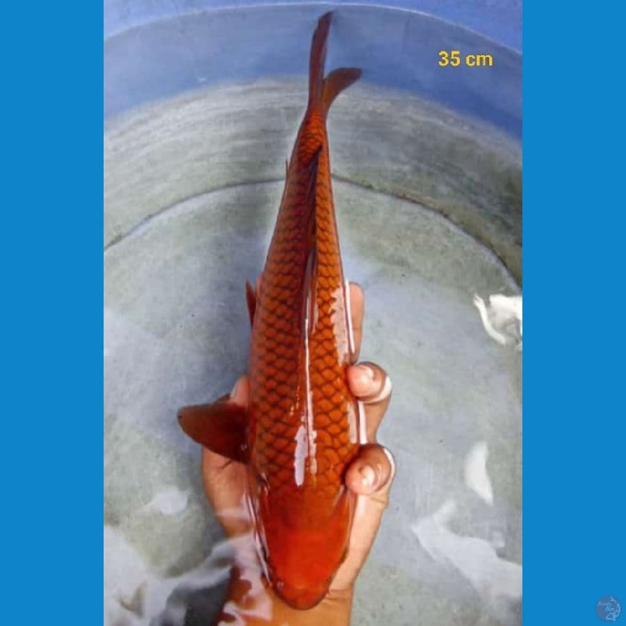 male 35 cm
