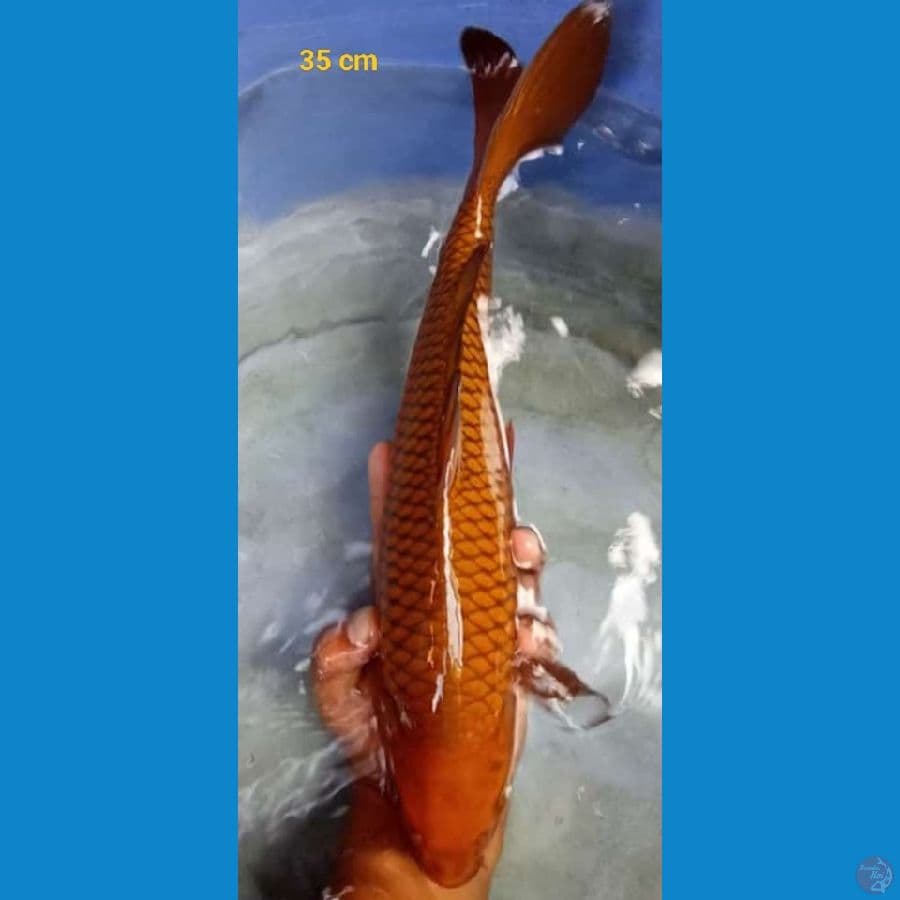 male 35 cm