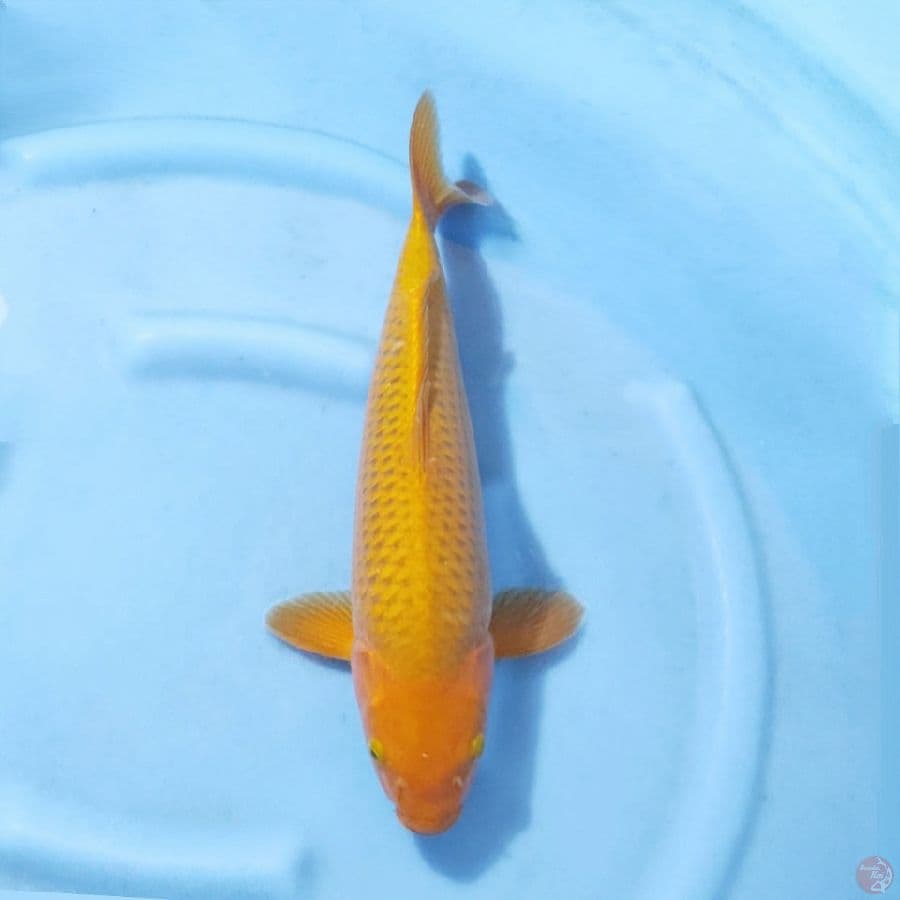 2. CHAGOI 43CM FEMALE