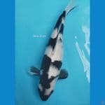 Shiro 36 cm ( jumbo)