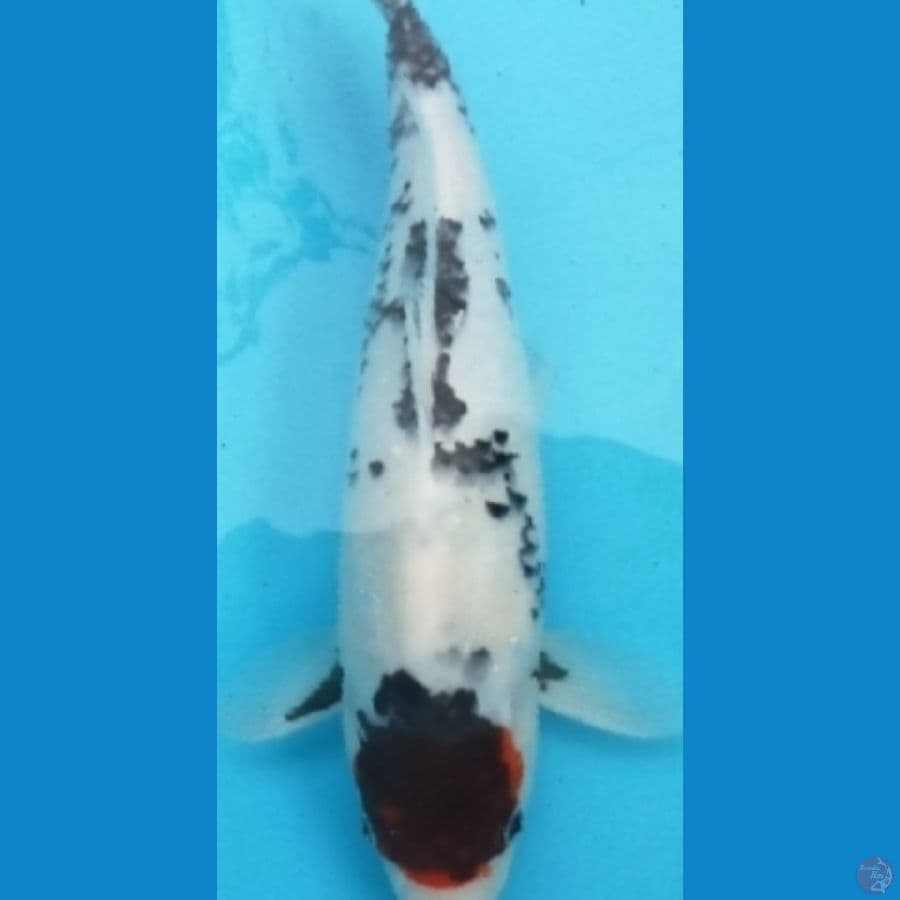Tancho showa 36 cm (jumbo)