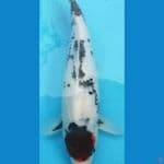 Tancho showa 36 cm (jumbo)