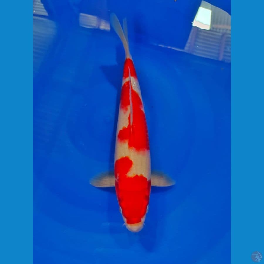 kohaku merah strong male 30cm
