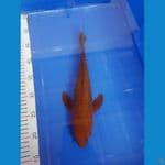 Aragoke sleyer 32 cm 