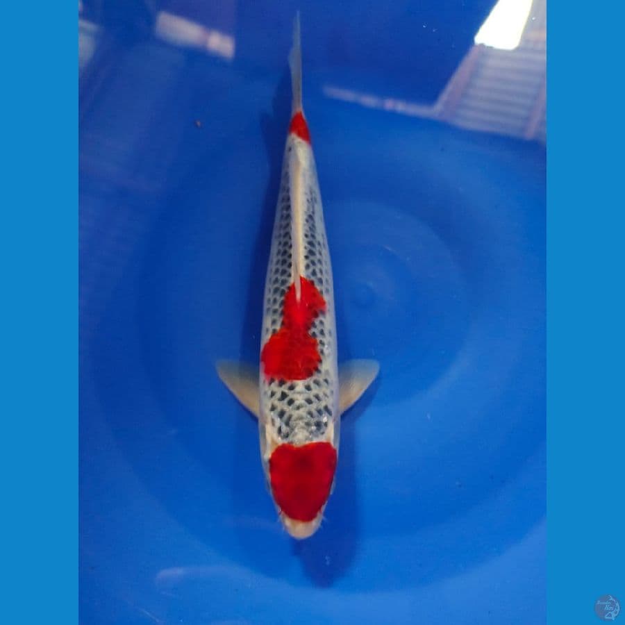 goshiki male 27cm 