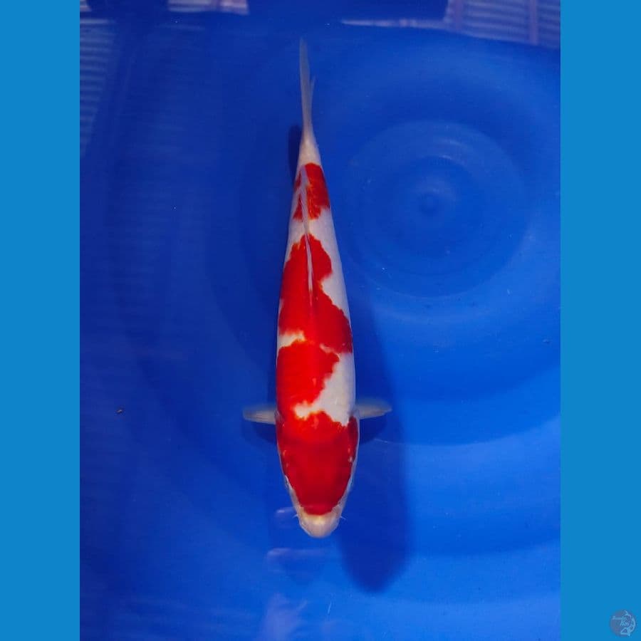 kohaku merah strong 29cm 