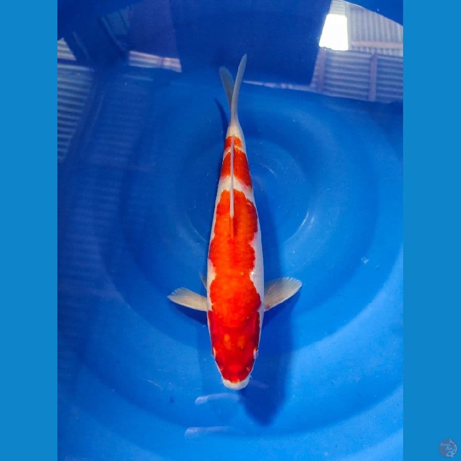 kohaku male 30cm 