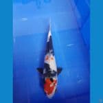 Showa 29 cm 