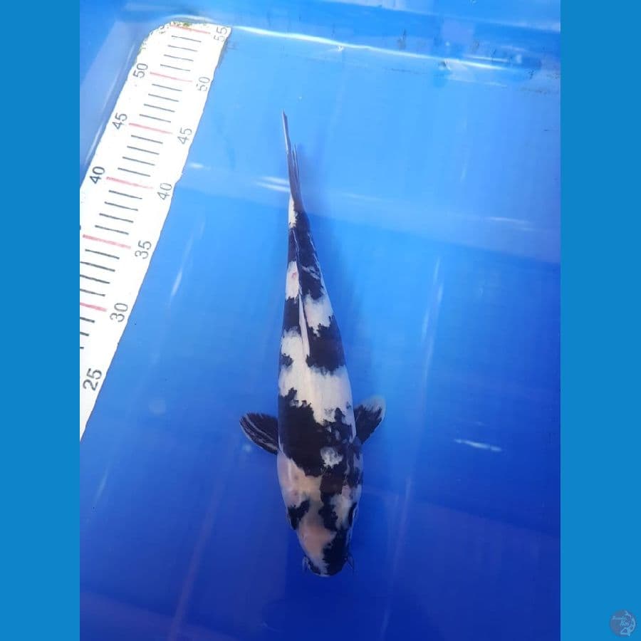 Shiro 30 cm