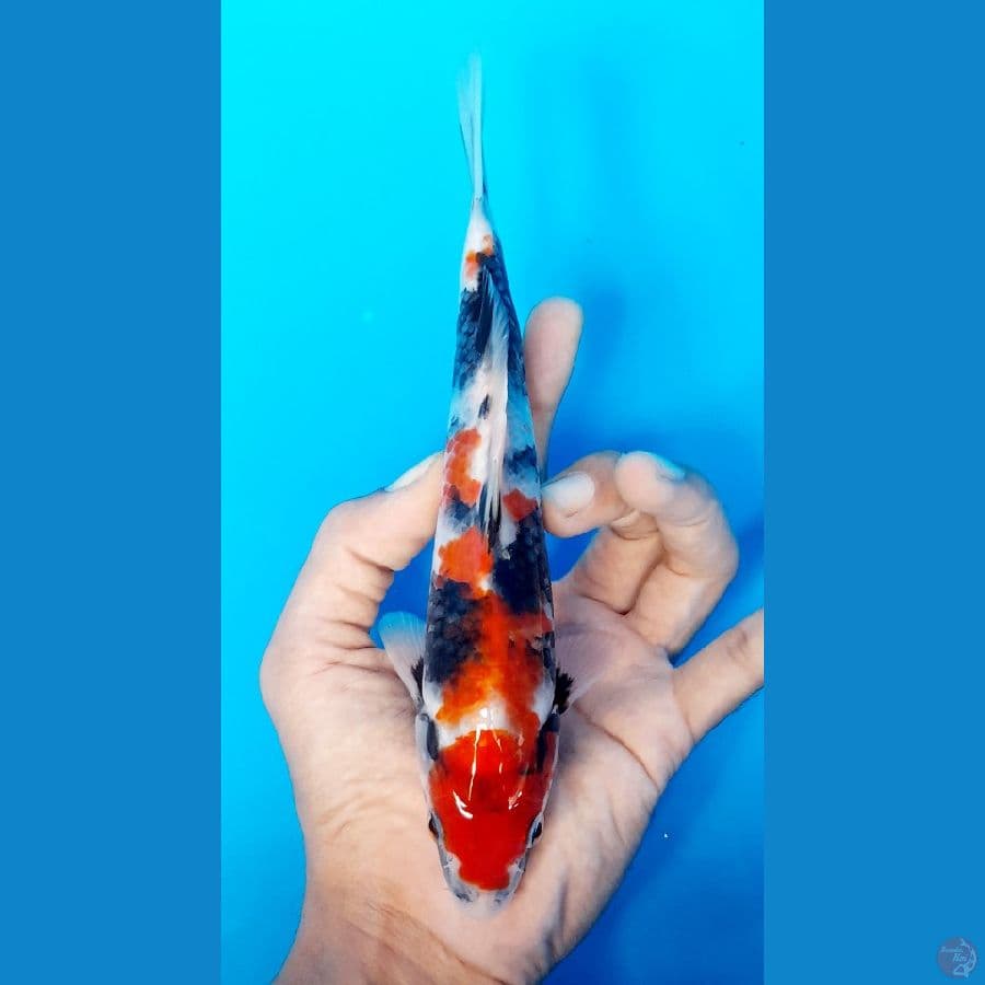 showa 20cm