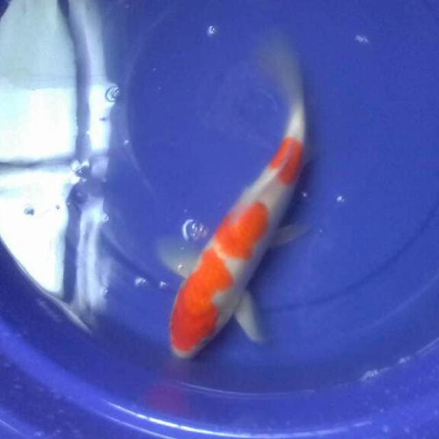 Ikan cantik