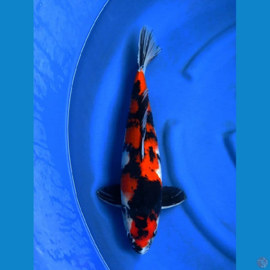 52cm , F1 Showa Jumbo