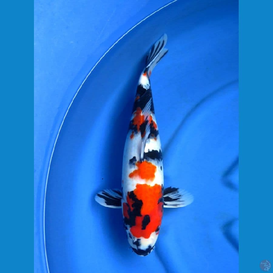 47cm , Showa Jumbo
