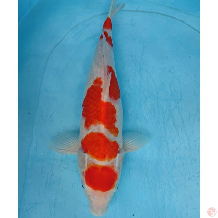 KOHAKU 40 CM