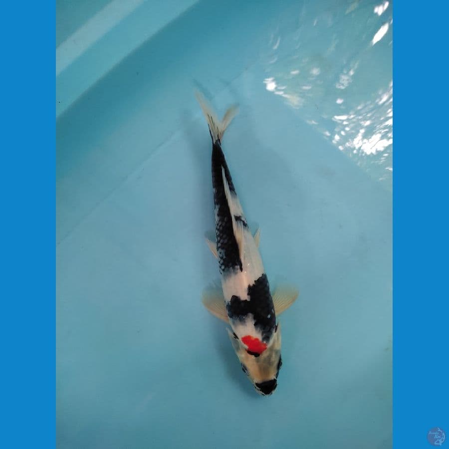 Shiro 33 cm male