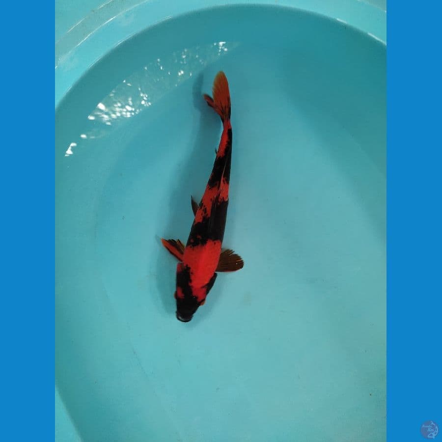 Utsuri 30 cm male