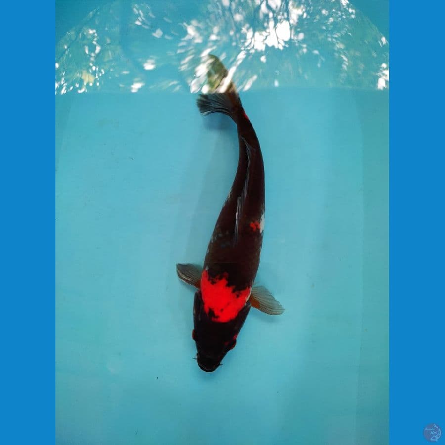 HI showa  35 cm up 