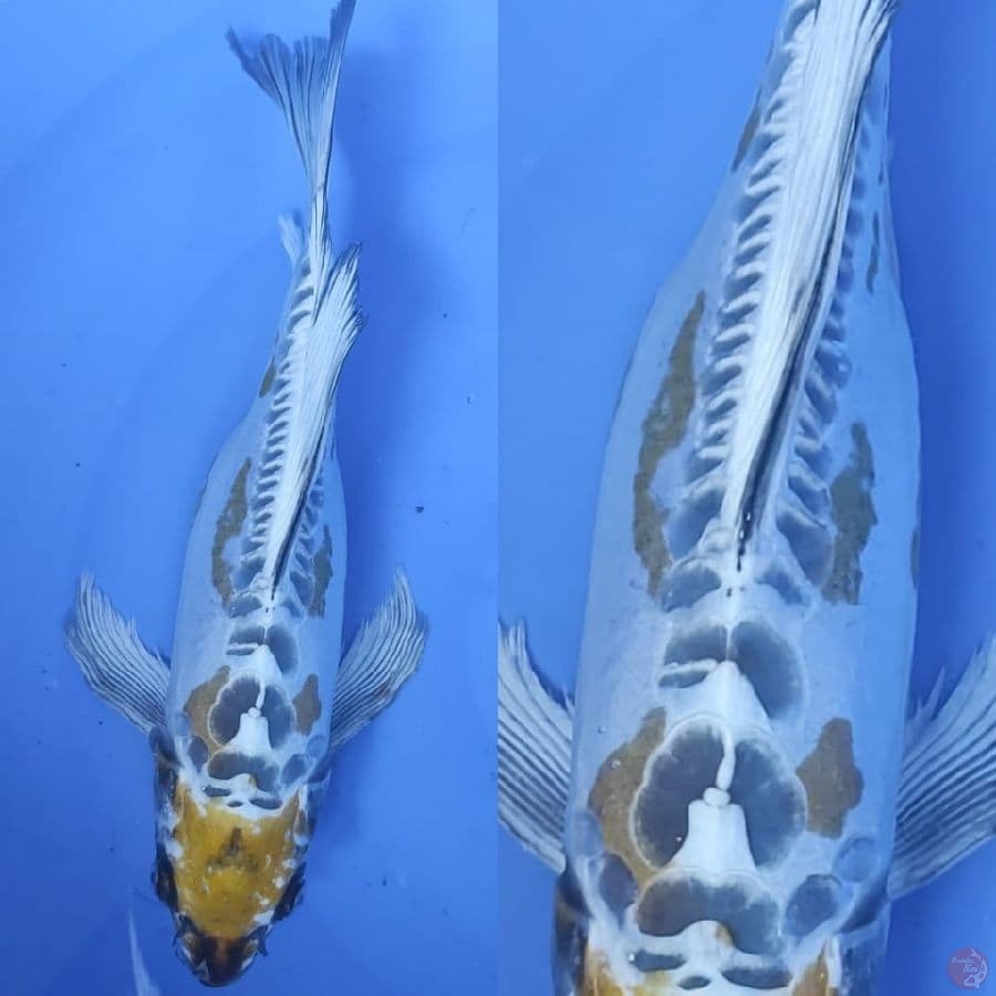 5. benykiko kumpay ////30cm
