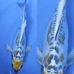 5. benykiko kumpay ////30cm 