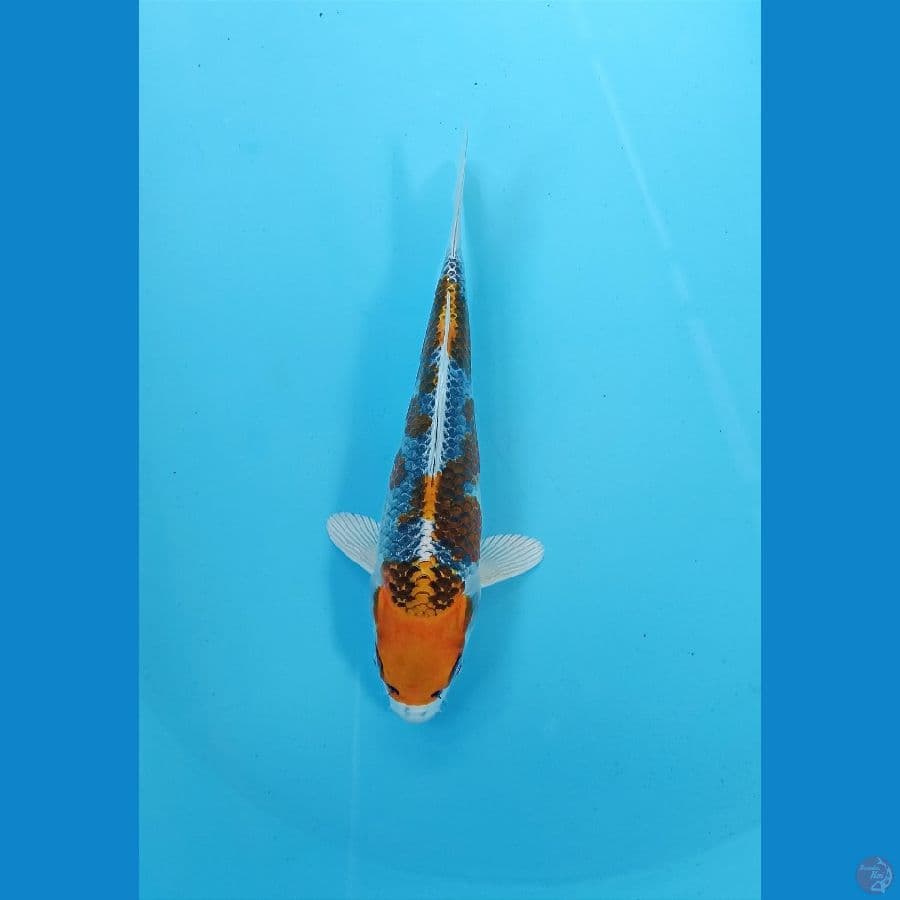 kojaku 20cm