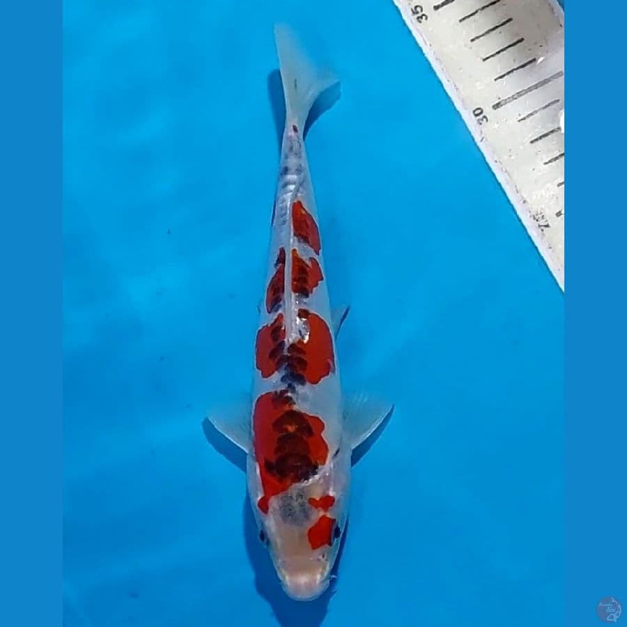 ORIGINAL KIKOKURYU 22 CM