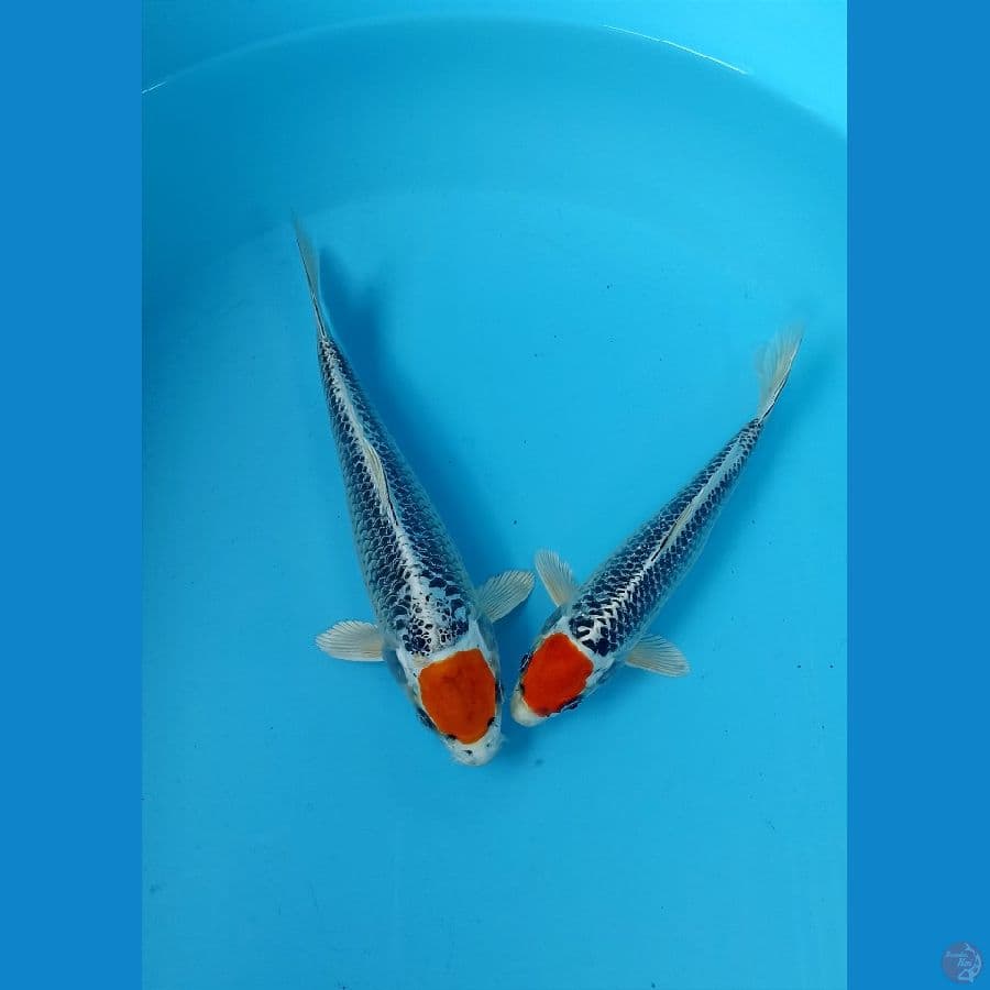 tancho kujaku 17/19cm