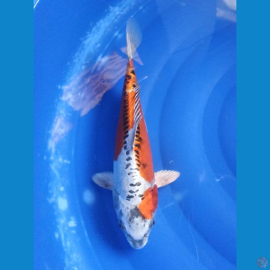 Kujaku 30 cm