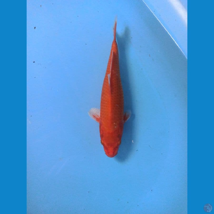 Benigoi 28 cm