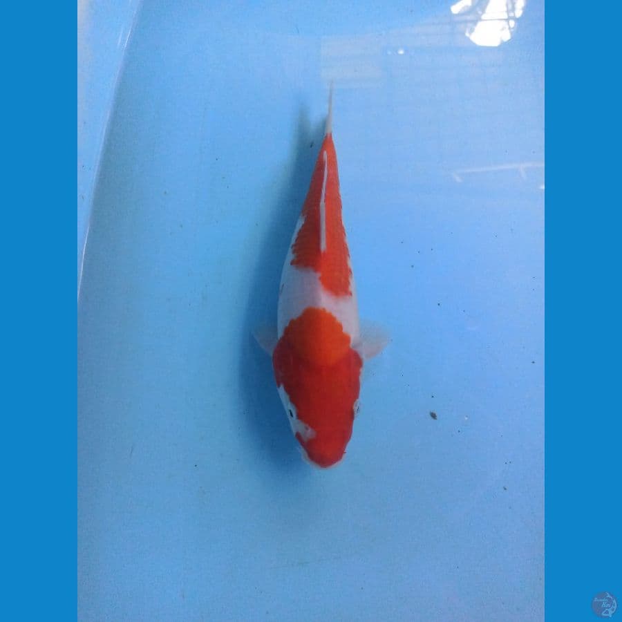Nidan Kohaku 24 cm