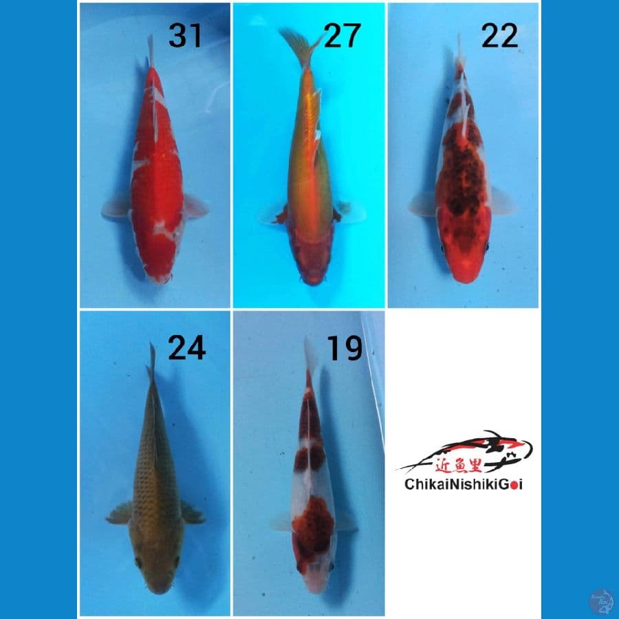 Paket Mix 19-31 cm 5 ekor