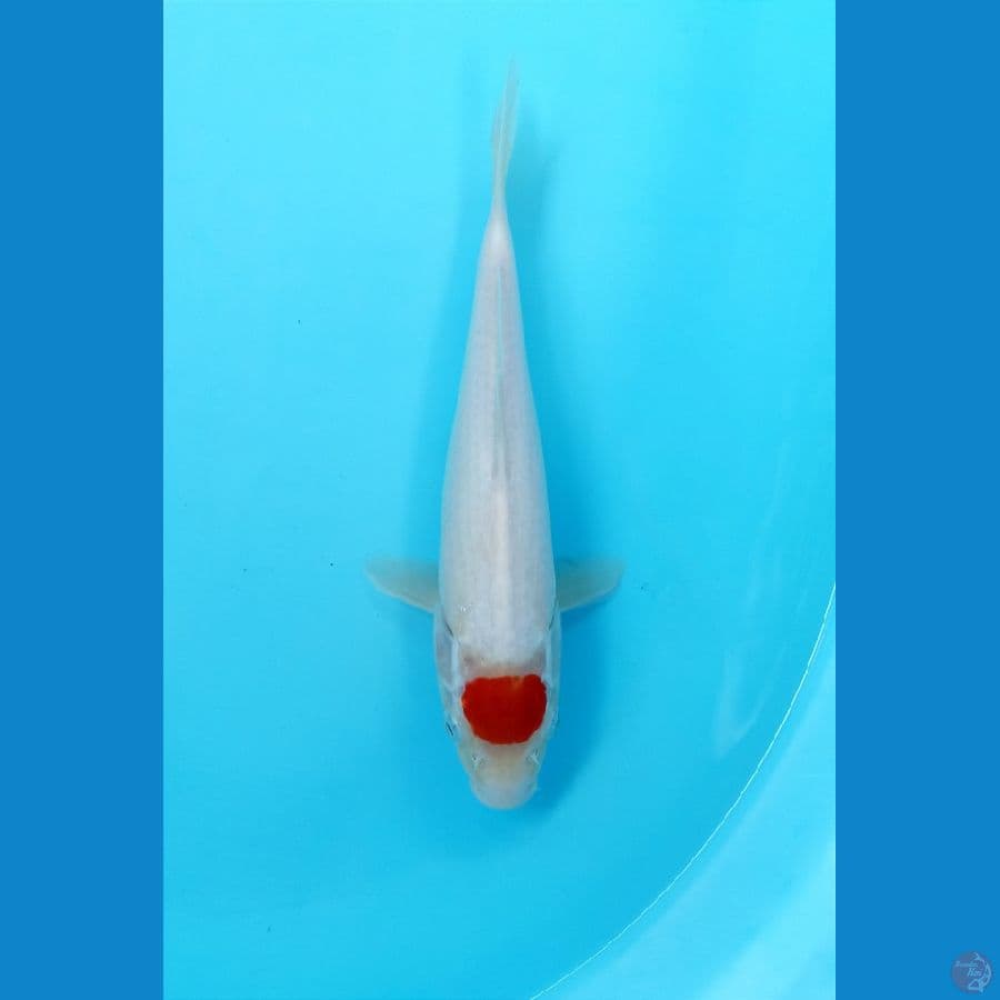 tancho 25cm
