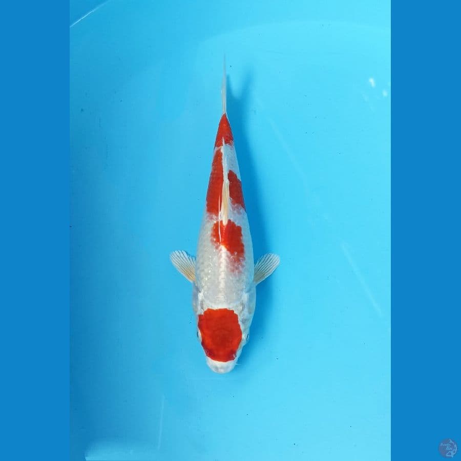 kohaku hikari 17cm