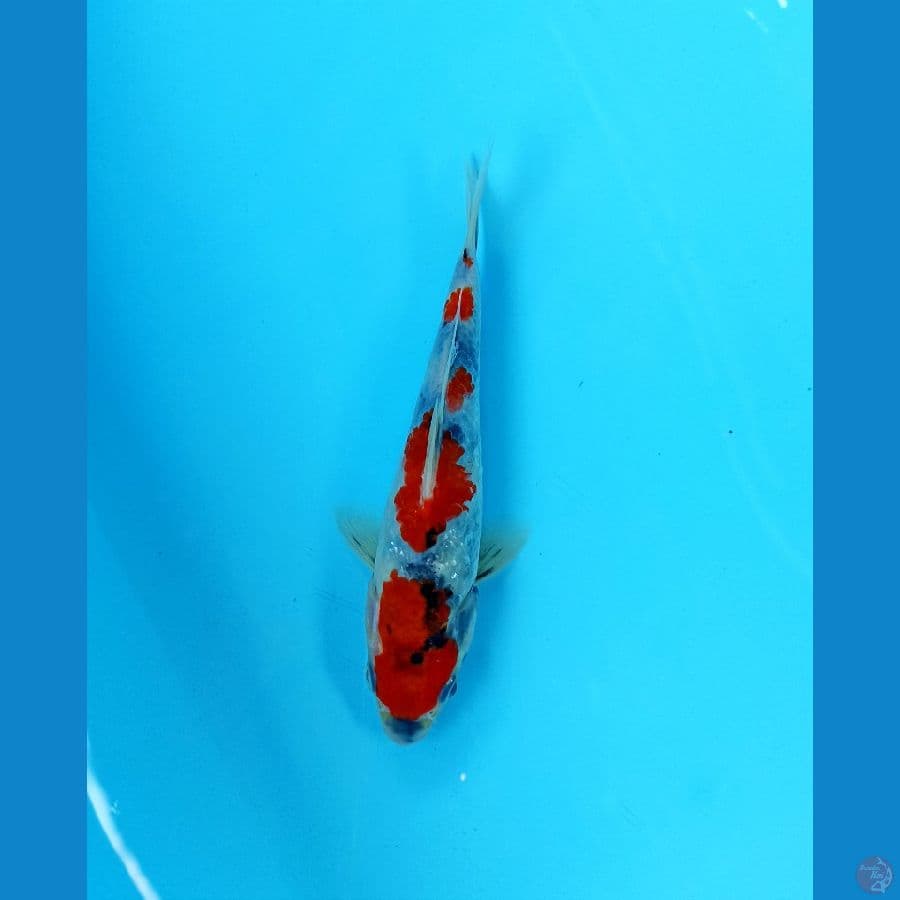 showa tategoi 16cm