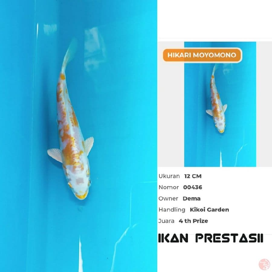 Hikari prestasi