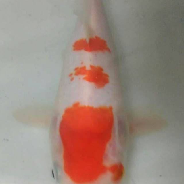 Kohaku 20bu