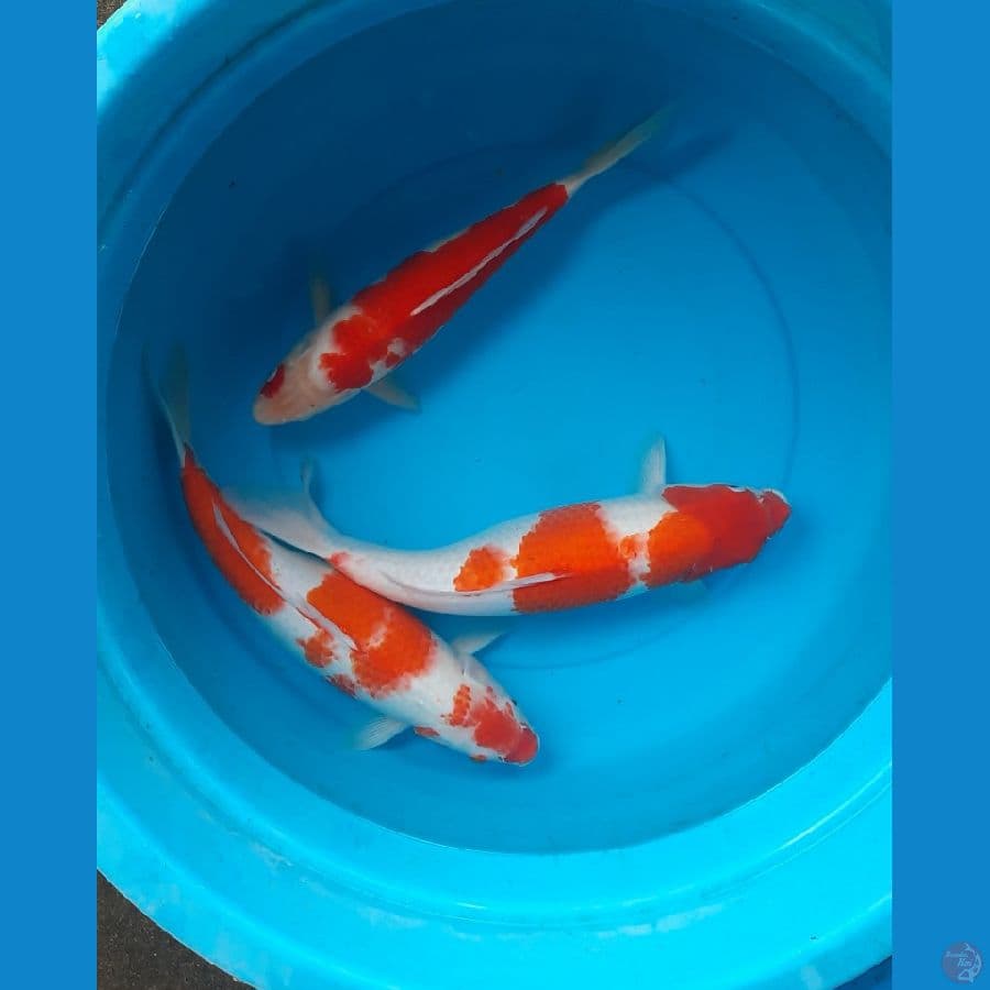 kohaku 