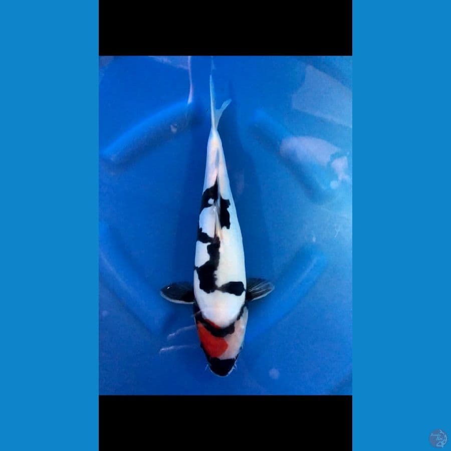Showa Doitsu 35cm